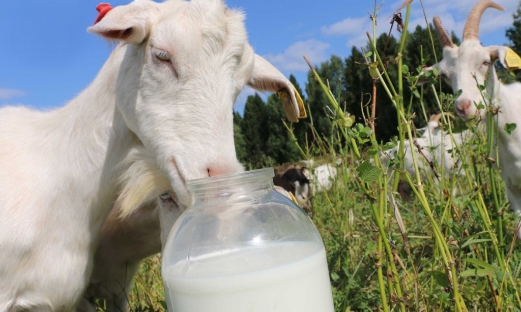 Молоко коровье польза и вред для пожилого человека